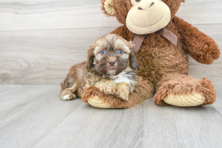 Shih Poo Puppy for Adoption