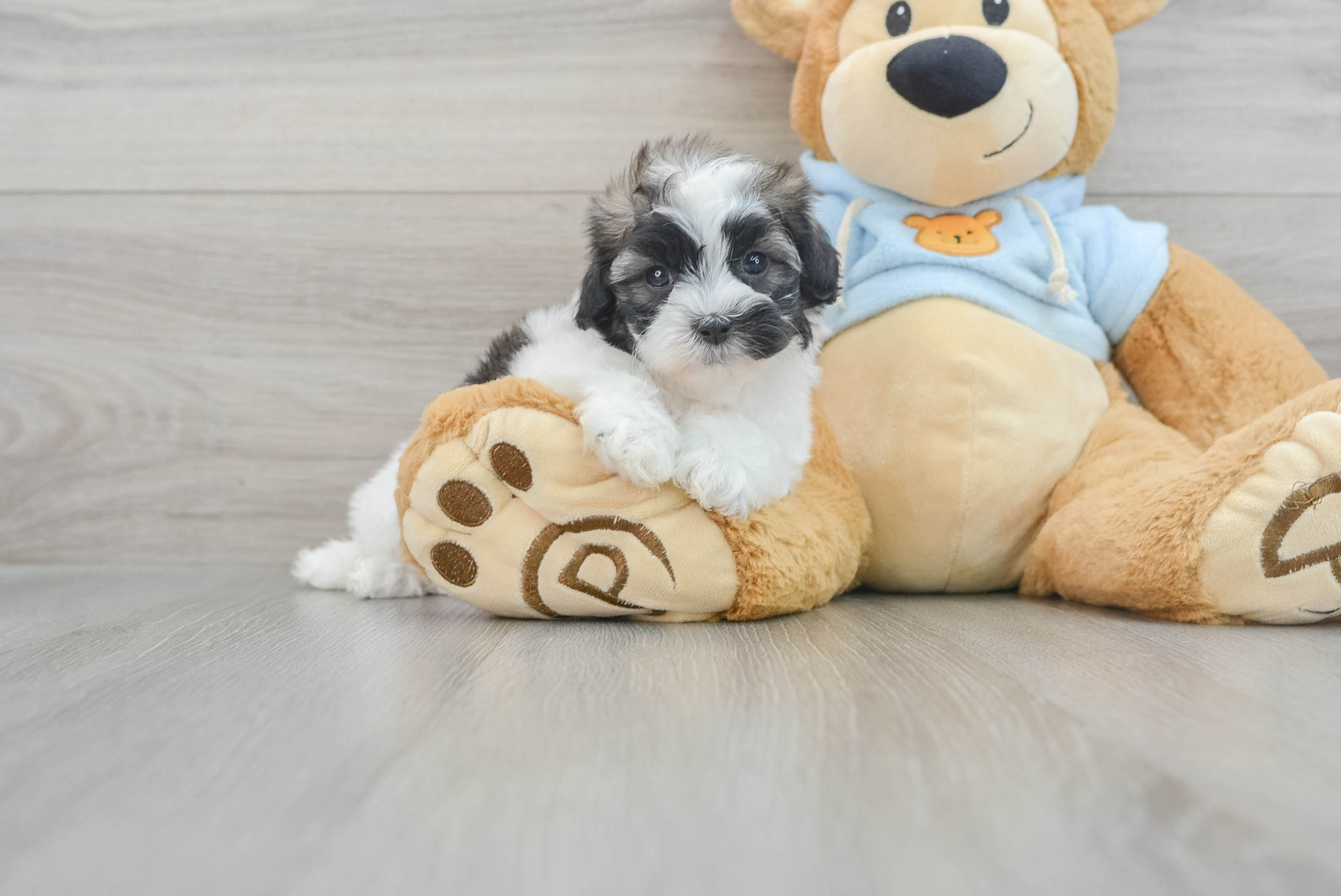 Shih Poo Pup Being Cute