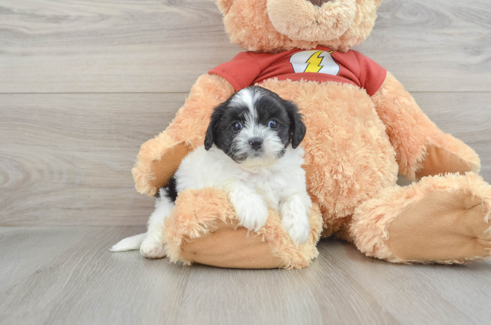 7 week old Shih Poo Puppy For Sale - Puppy Love PR