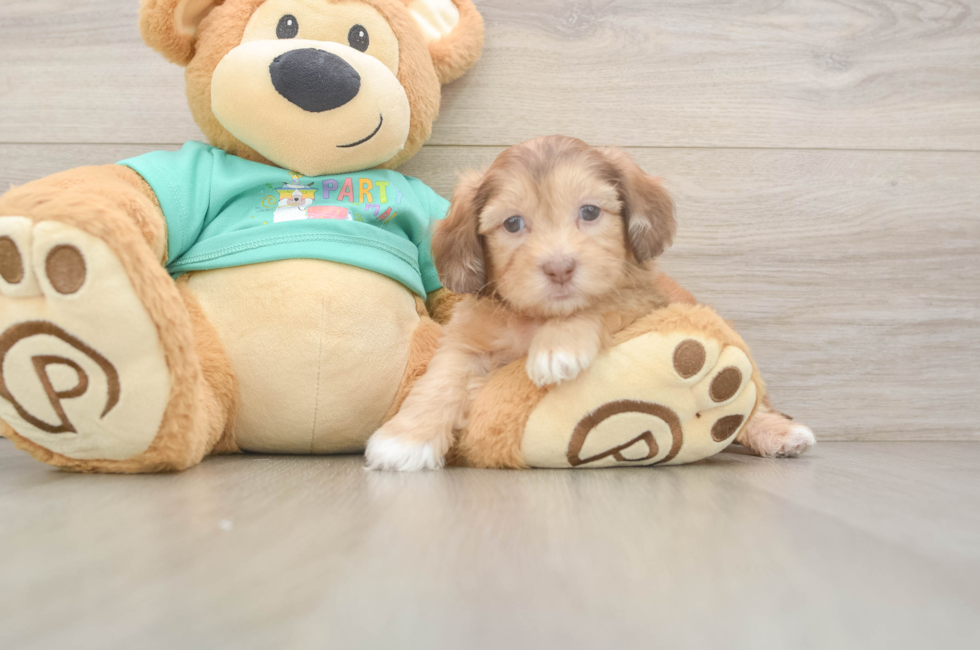 5 week old Shih Poo Puppy For Sale - Puppy Love PR