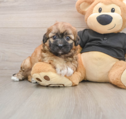 8 week old Shih Poo Puppy For Sale - Puppy Love PR