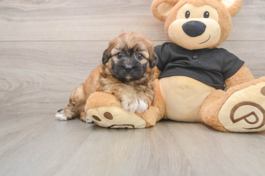 Best Shih Poo Baby