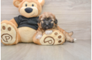 Cute Shih Poo Baby