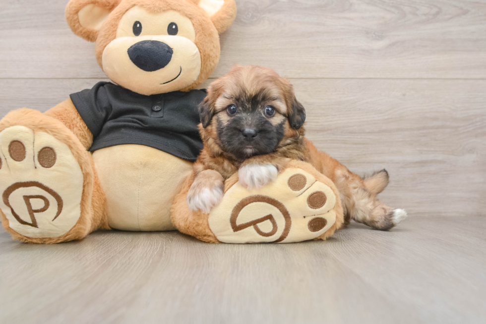 Cute Shih Poo Baby