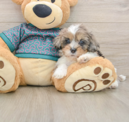 7 week old Shih Poo Puppy For Sale - Puppy Love PR