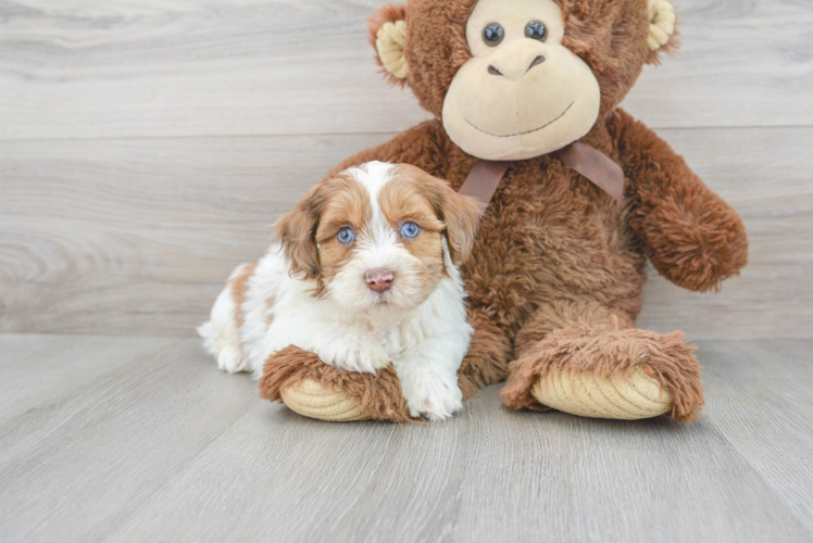 Shih Poo Pup Being Cute