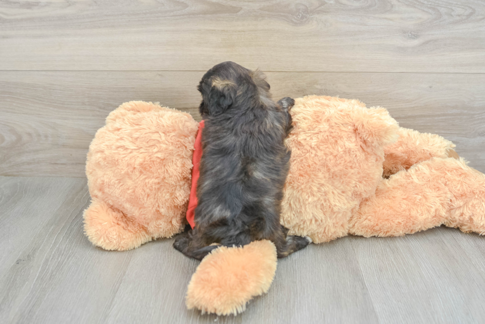 Shih Poo Puppy for Adoption