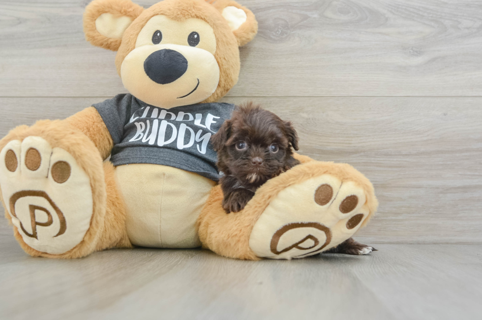 10 week old Shih Poo Puppy For Sale - Puppy Love PR