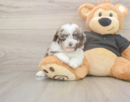 6 week old Shih Poo Puppy For Sale - Puppy Love PR