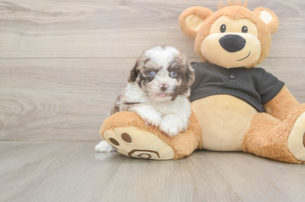 5 week old Shih Poo Puppy For Sale - Puppy Love PR