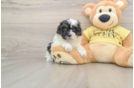 Friendly Shih Poo Baby