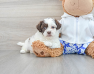 7 week old Shih Poo Puppy For Sale - Puppy Love PR