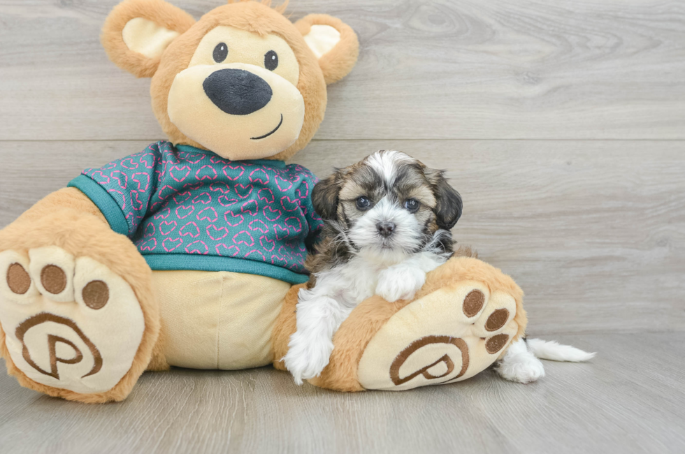 5 week old Shih Poo Puppy For Sale - Puppy Love PR
