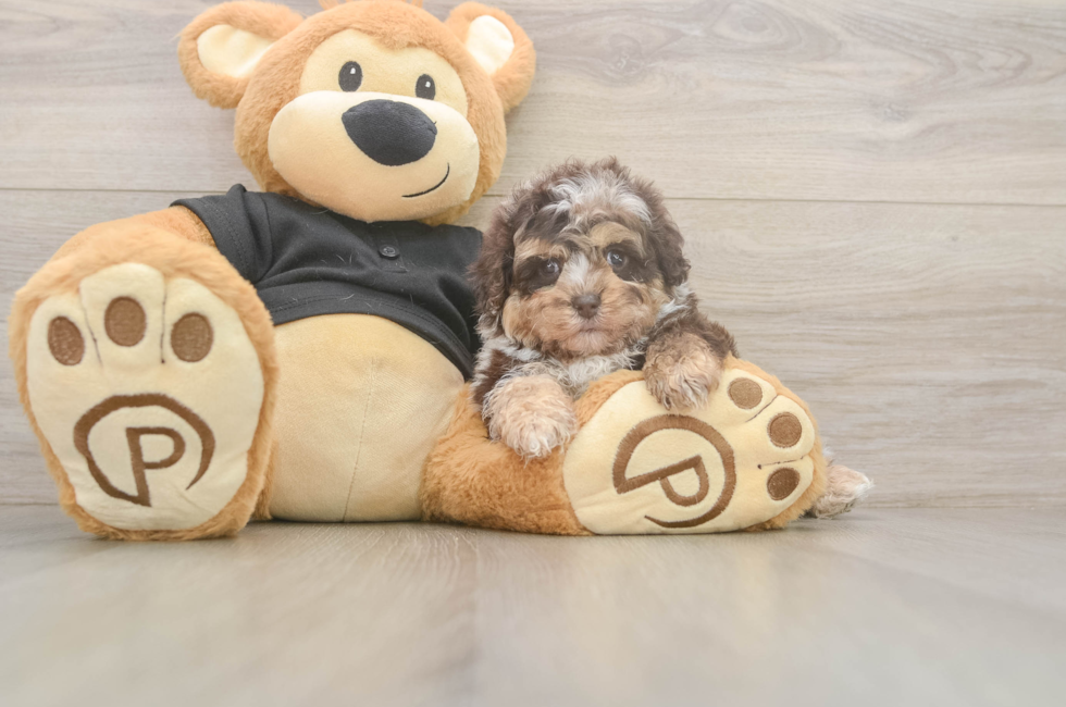 5 week old Shih Poo Puppy For Sale - Puppy Love PR