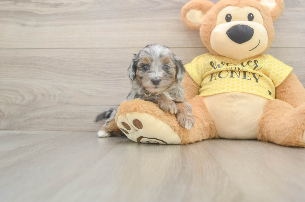 5 week old Shih Poo Puppy For Sale - Puppy Love PR
