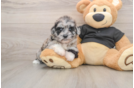 Smart Shih Poo Poodle Mix Pup