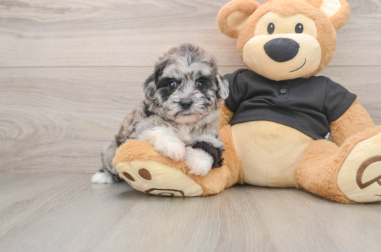 Smart Shih Poo Poodle Mix Pup