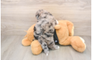 Shih Poo Pup Being Cute