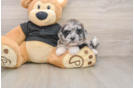 Funny Shih Poo Poodle Mix Pup