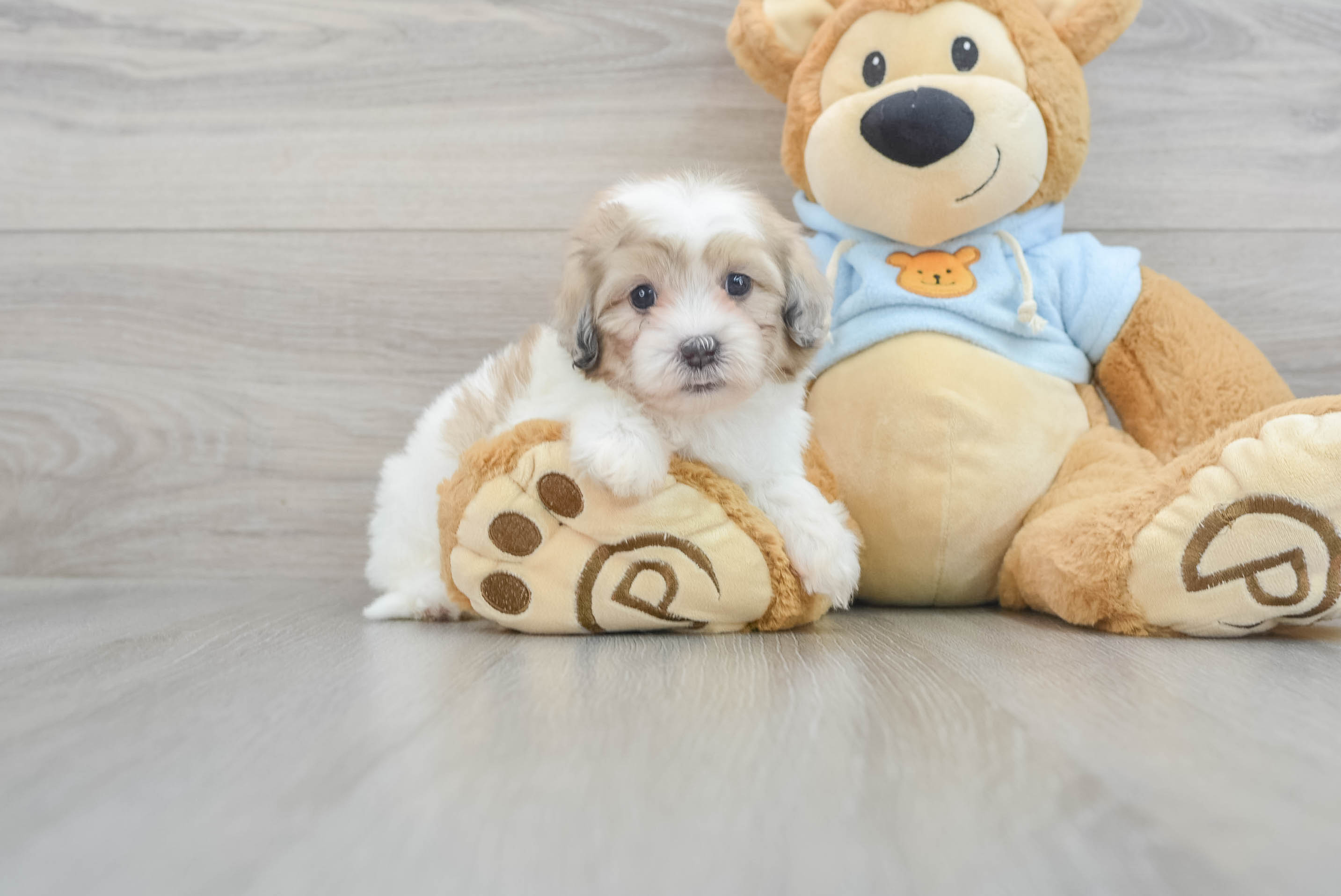 Best Shih Poo Baby