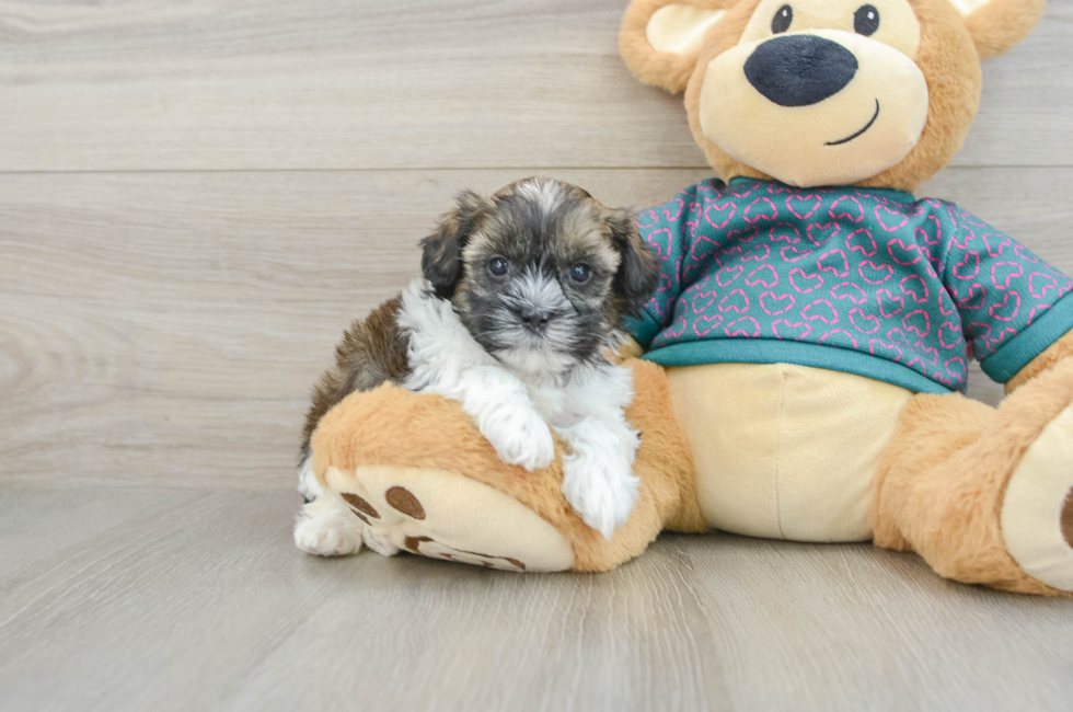 5 week old Shih Poo Puppy For Sale - Puppy Love PR
