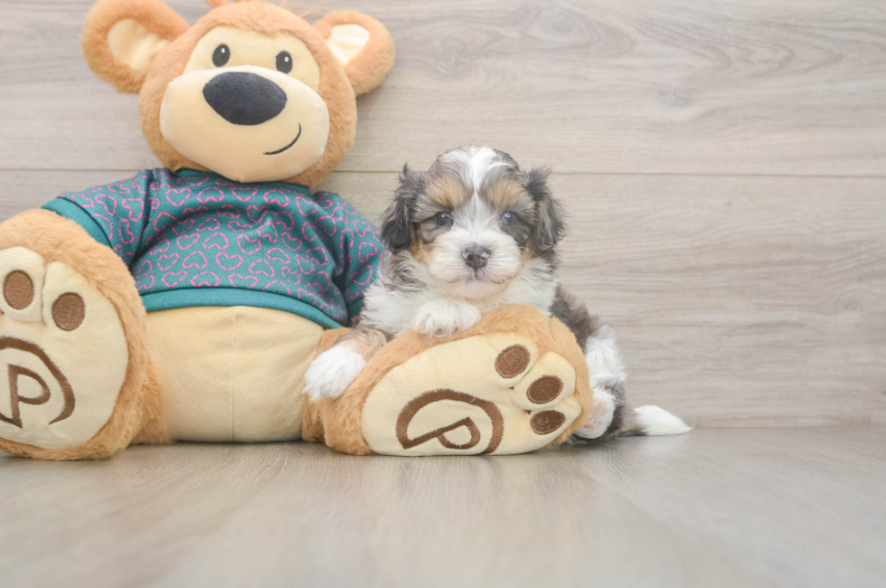 5 week old Shih Poo Puppy For Sale - Puppy Love PR