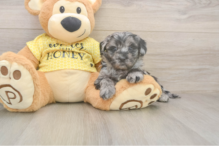 Adorable Shih Poo Poodle Mix Puppy