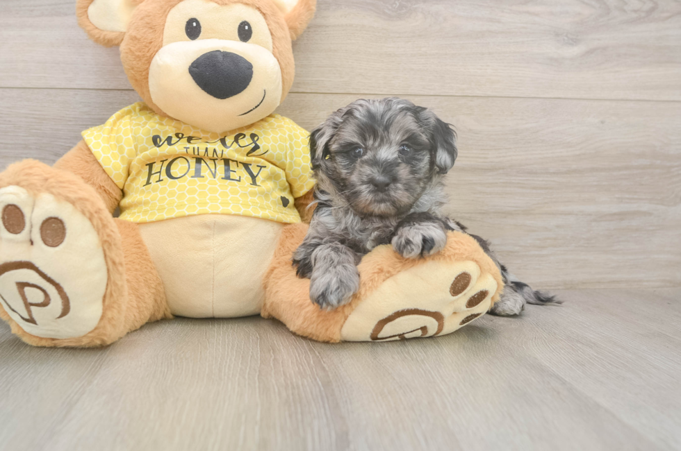 5 week old Shih Poo Puppy For Sale - Puppy Love PR