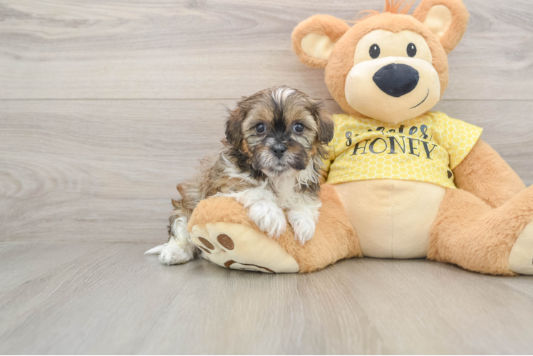 Happy Shih Poo Baby