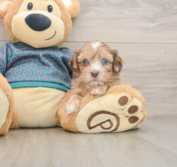 7 week old Shih Poo Puppy For Sale - Puppy Love PR