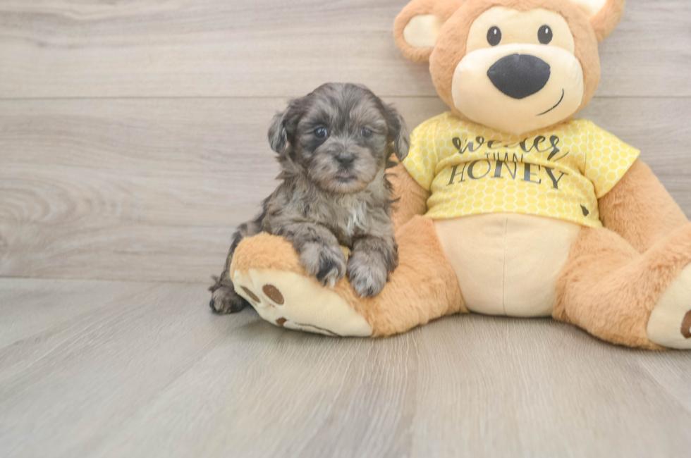 6 week old Shih Poo Puppy For Sale - Puppy Love PR