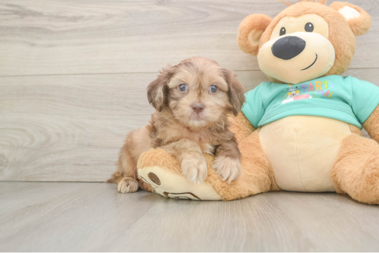 Shih Poo Puppy for Adoption