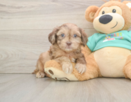6 week old Shih Poo Puppy For Sale - Puppy Love PR