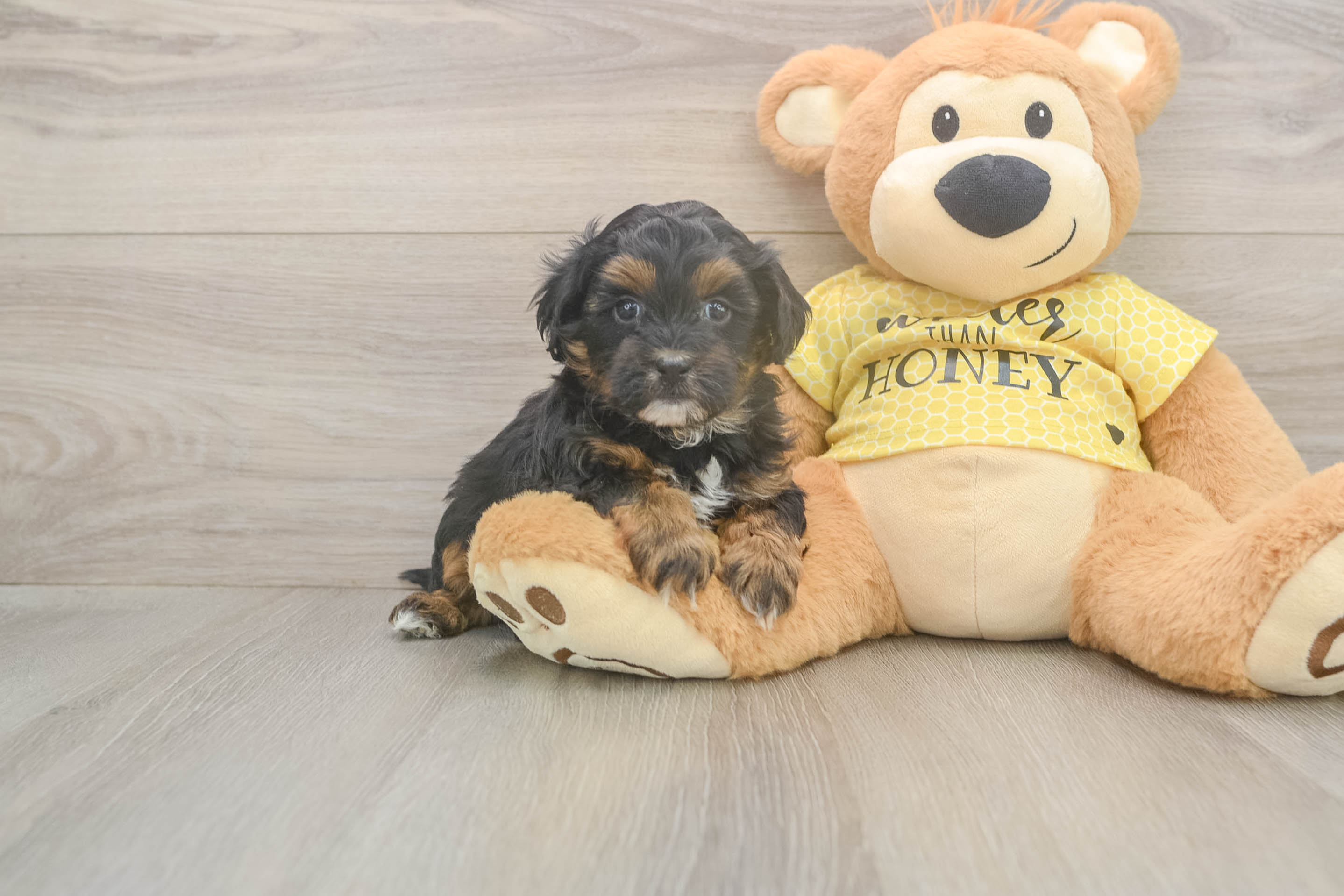 Shih Poo Pup Being Cute