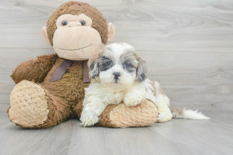 Shih Poo Pup Being Cute