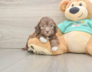 7 week old Shih Poo Puppy For Sale - Puppy Love PR