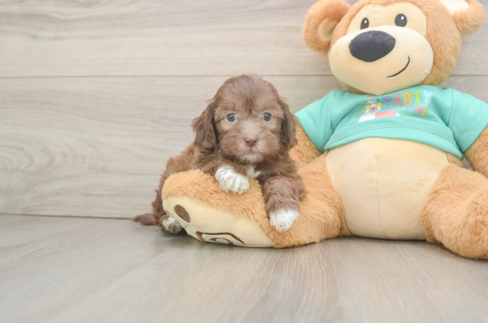 5 week old Shih Poo Puppy For Sale - Puppy Love PR