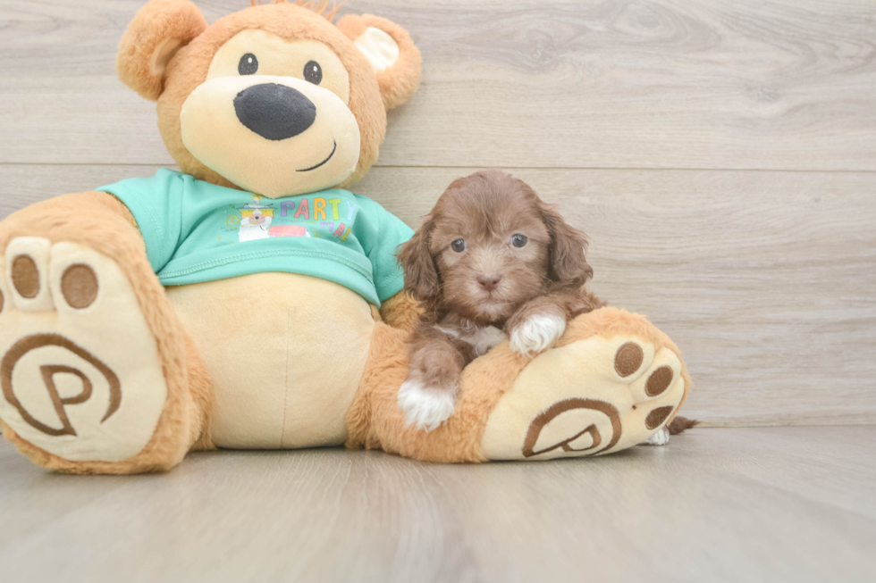 Energetic Shih Poo Poodle Mix Puppy