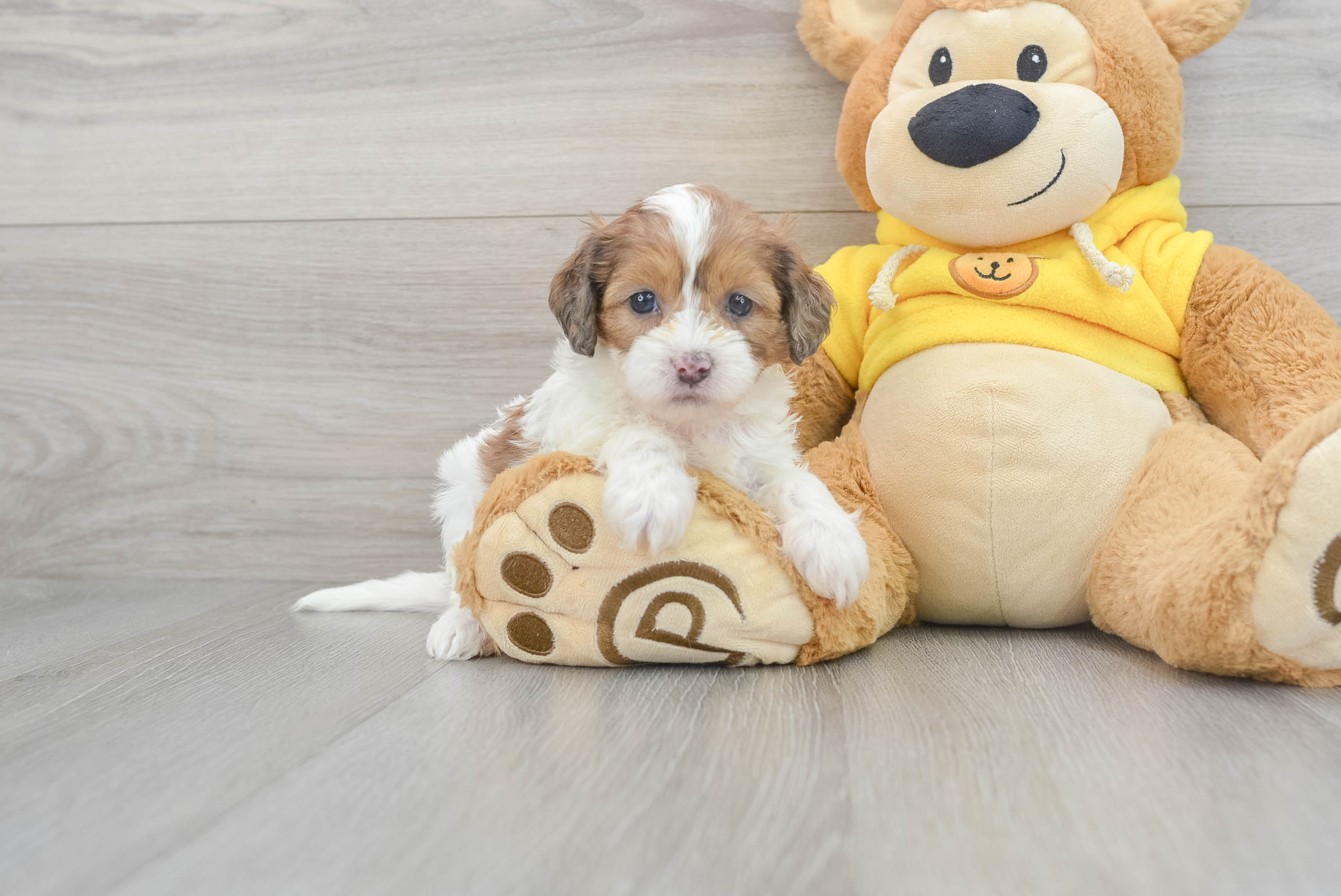 Cute Shih Poo Baby