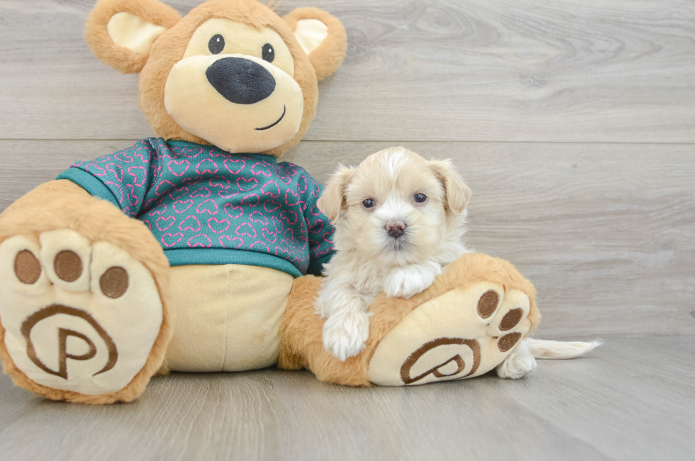 5 week old Shih Poo Puppy For Sale - Puppy Love PR