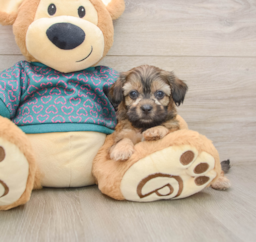 8 week old Shih Poo Puppy For Sale - Puppy Love PR