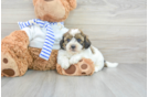 Shih Poo Pup Being Cute
