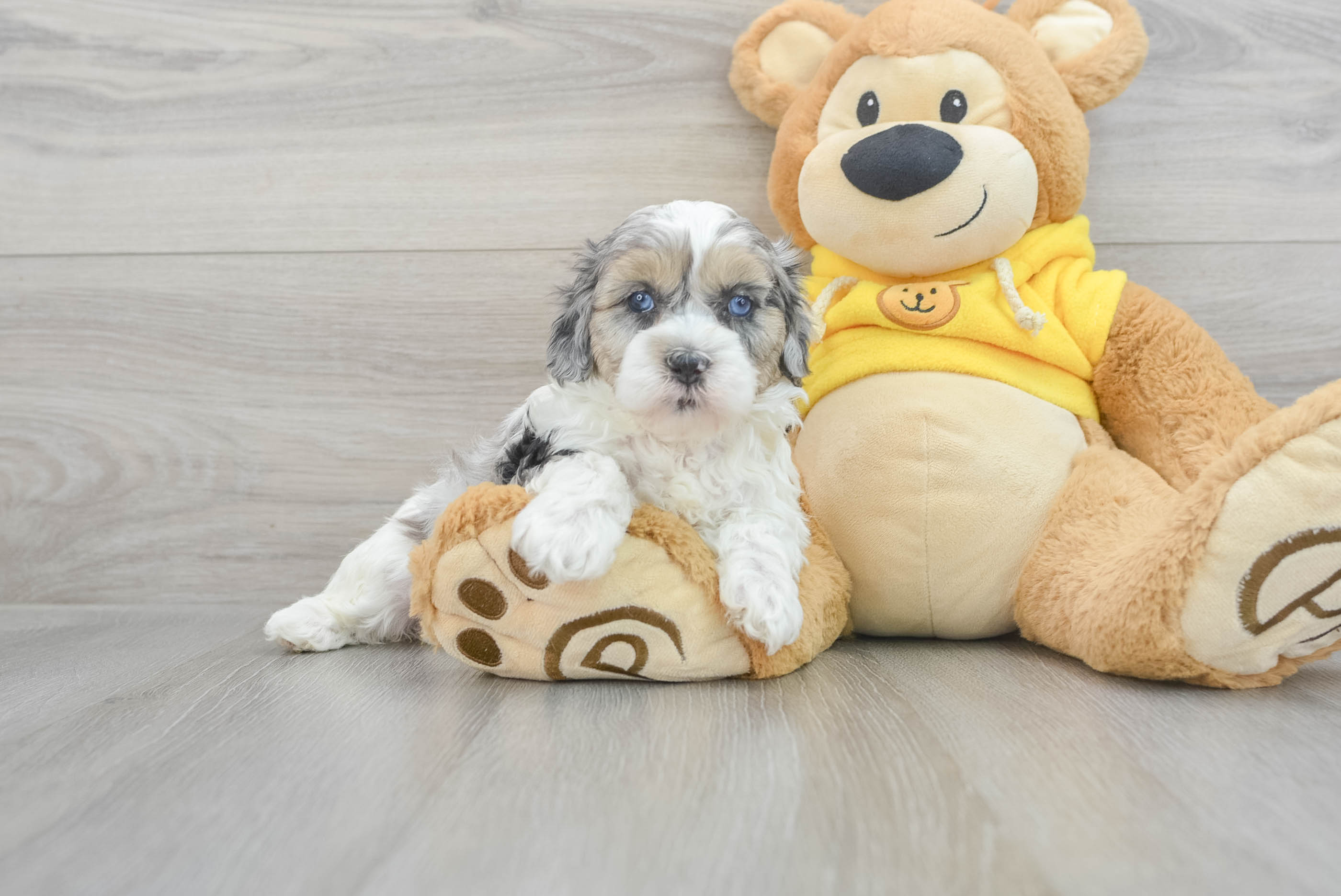 Funny Shih Poo Poodle Mix Pup
