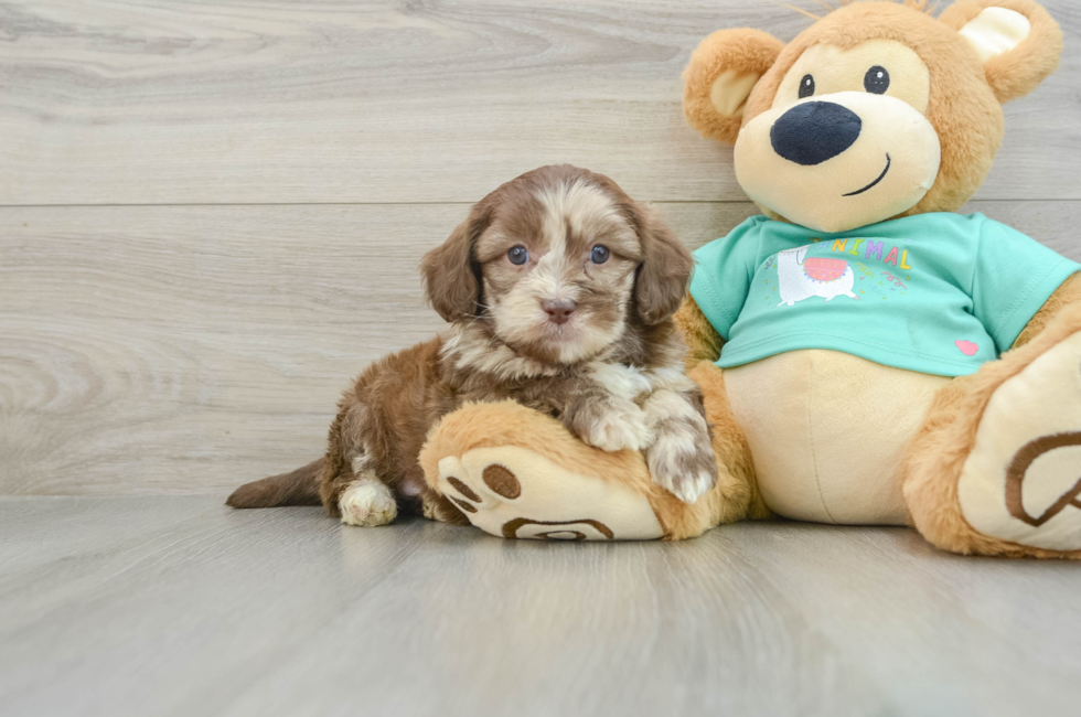 6 week old Shih Poo Puppy For Sale - Puppy Love PR