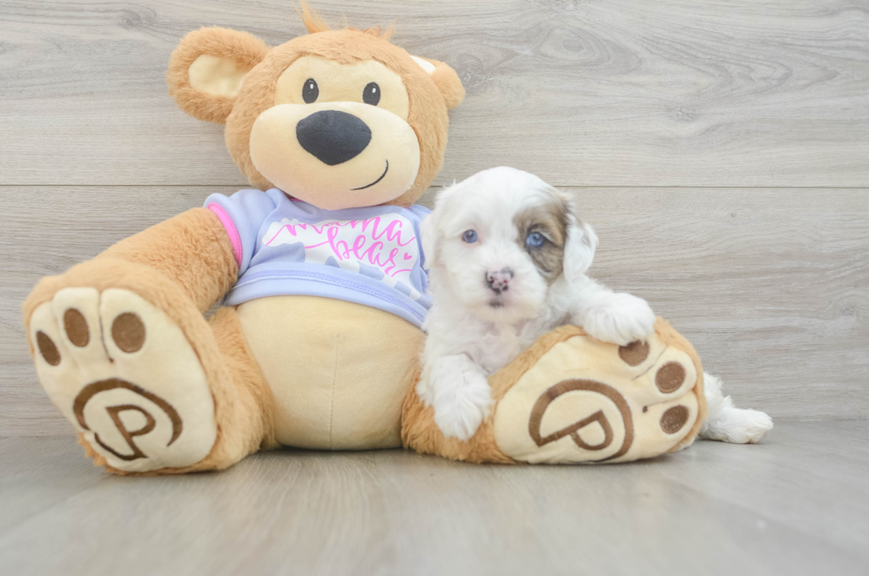 5 week old Shih Poo Puppy For Sale - Puppy Love PR