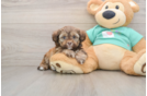 Small Shih Poo Baby