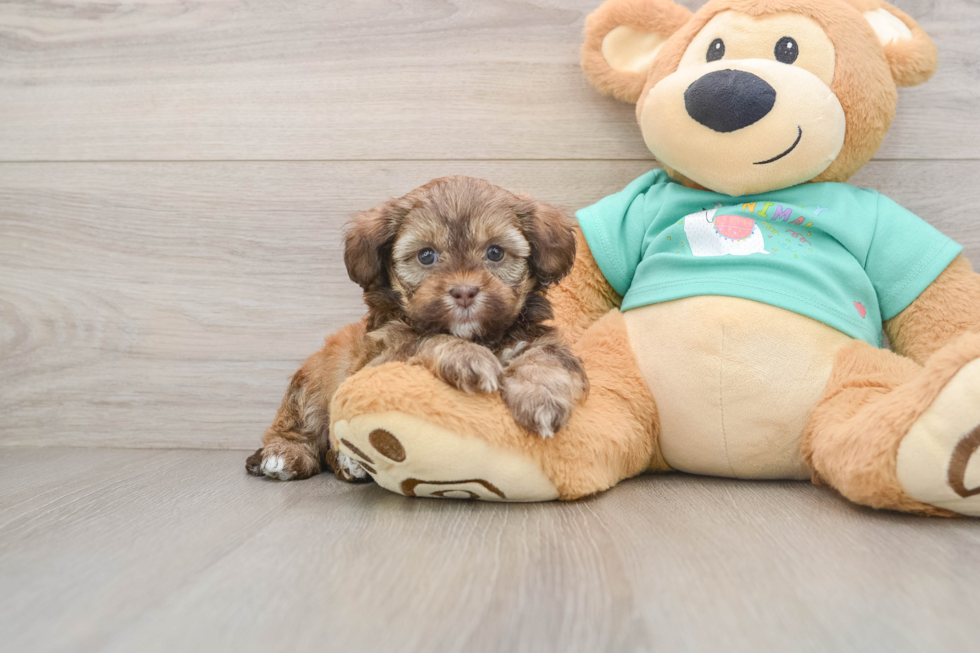 Small Shih Poo Baby