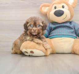 6 week old Shih Poo Puppy For Sale - Puppy Love PR