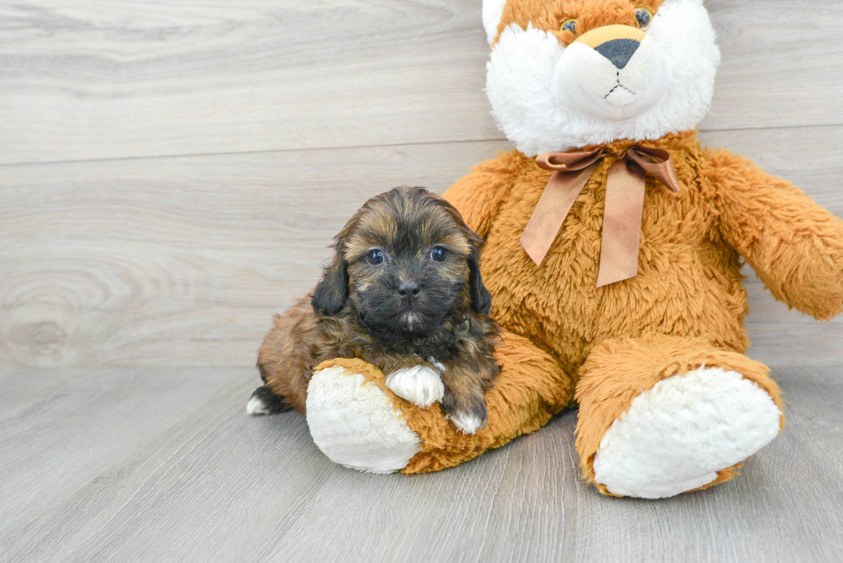 Shih Poo Pup Being Cute