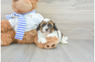 Hypoallergenic Shihpoo Poodle Mix Puppy